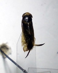 Sigara striata