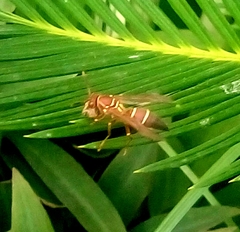 Polistes stabilinus