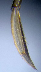 Sigara striata