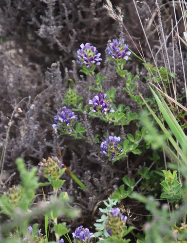 Image of Peninsula Dottypea (Psoralea fruticans) by (c) Tony Rebelo, some rights reserved (CC BY-SA)