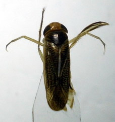 Sigara striata