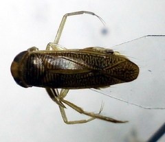 Sigara striata