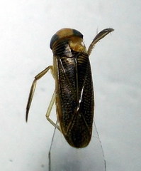 Sigara striata
