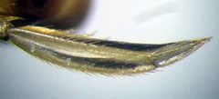 Sigara striata