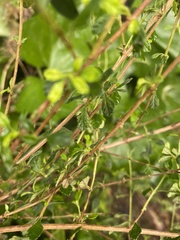 Lippia micromera