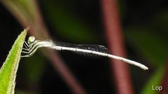 Agriocnemis lacteola