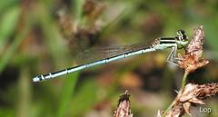 Agriocnemis lacteola