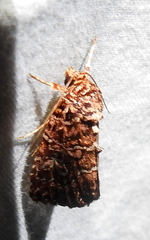 Callopistria granitosa