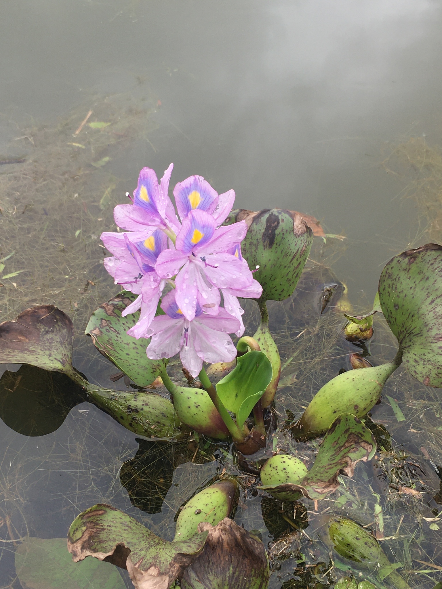 Pontederia crassipes