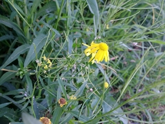 Asteraceae