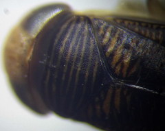Sigara striata