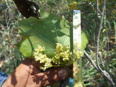 Cochlospermum vitifolium