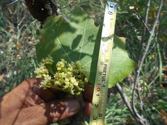 Cochlospermum vitifolium