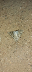 Agrotis subspinifera