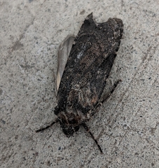 Noctuinae