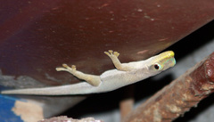 Phelsuma