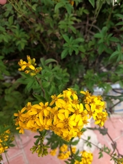 Tagetes nelsonii
