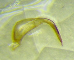 Sigara striata