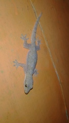 Hemidactylus platyurus