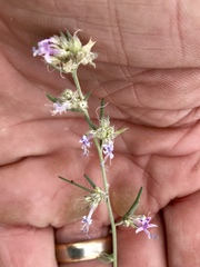 Ipomopsis multiflora
