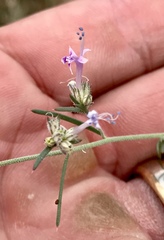 Ipomopsis multiflora