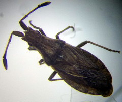Spathocera lobata