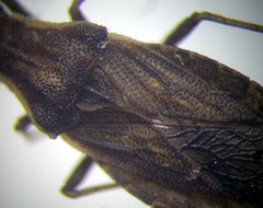 Spathocera lobata