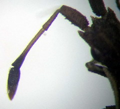 Spathocera lobata