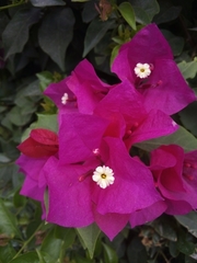 Bougainvillea