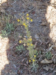 Heterotheca grandiflora