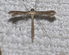 Bipunctiphorus euctimena