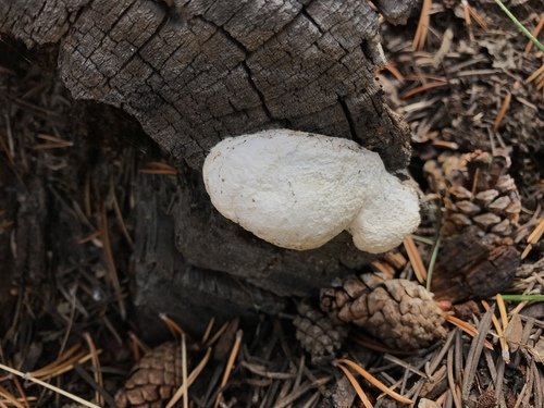 Tyromyces leucospongia image