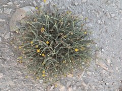 Pulicaria undulata
