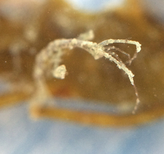 Caprella