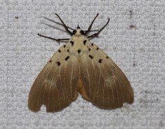 Asota iodamia