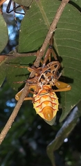 Pachylis nervosus