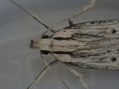 Anisoplaca ptyoptera