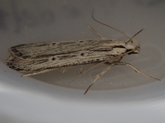 Anisoplaca ptyoptera