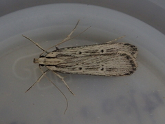 Anisoplaca ptyoptera