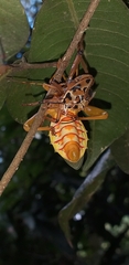 Pachylis nervosus