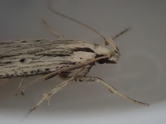 Anisoplaca ptyoptera