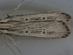 Anisoplaca ptyoptera