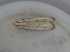 Anisoplaca ptyoptera