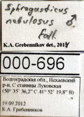 Sphragisticus nebulosus