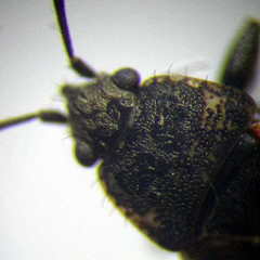 Sphragisticus nebulosus