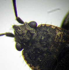 Sphragisticus nebulosus