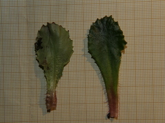 Micranthes clusii lepismigena