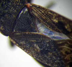 Sphragisticus nebulosus