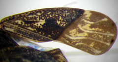 Sphragisticus nebulosus