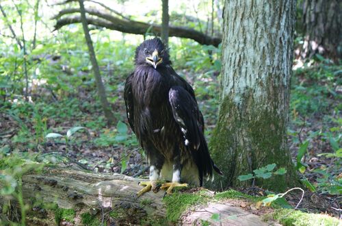 Águila moteada (Clanga clanga)